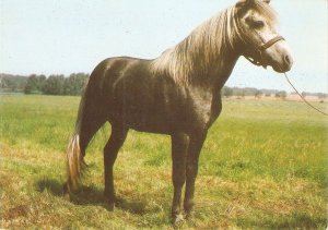 Horse in the prairie Nice modern Czech photo postcard