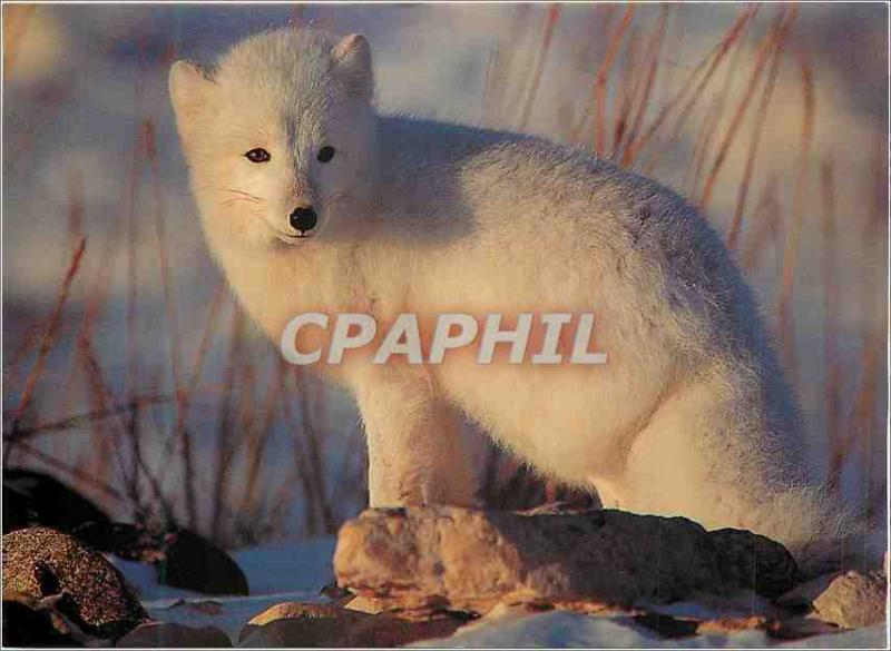 Cpm Renard Polaire Alopex Lagogus Churchill Manitoba Canada Artic Fox Alopex Hippostcard