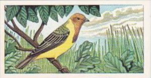 Glengettie Tea Trade Card Rare British Birds No 10 Red-Headed