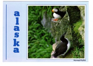 Horned Puffins, Alaska