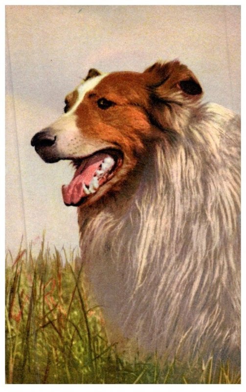 Dog , Collie ,