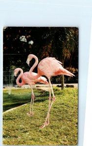 Postcard - The Colorful Flamingoes Are A Symbol For Florida, Parrot-Jungle - FL