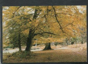 Hampshire Postcard - Trees - Autumn Beeches, Undersley, Nr Burley,   RR7226