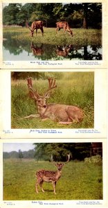 New York City,  New York - 3 of the deers at New York Zoological Park - c1906