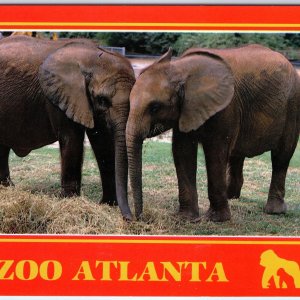 c1980s Atlanta, GA Zoo @ 800 Cherokee Ave African Elephants Victoria Zambezi M13