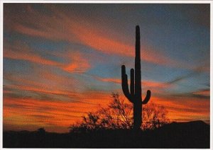 Arizona Mesa The Sonoran Desert Is Famous For Saguaro Cactus And Speatacular ...