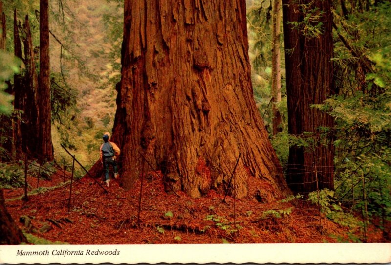 California Giant California Redwoods