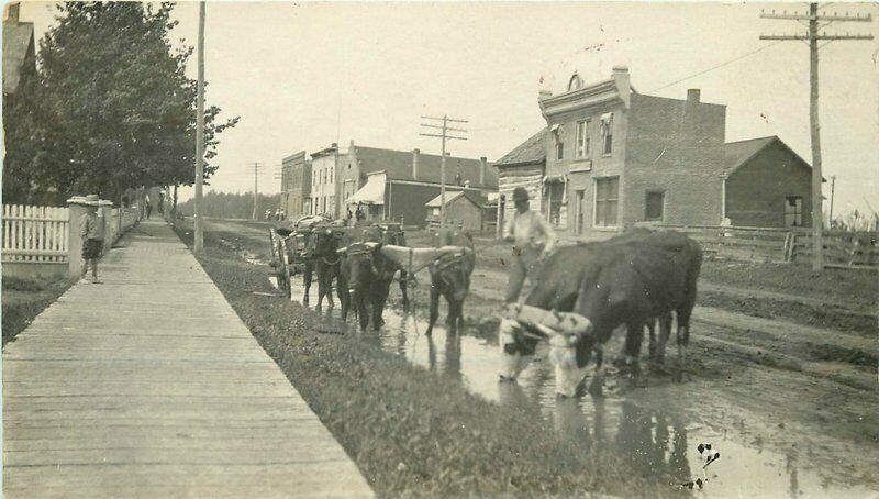 c1910 Canada Street View Cattle Farmer Boardwalk RPPC Photo Postcard