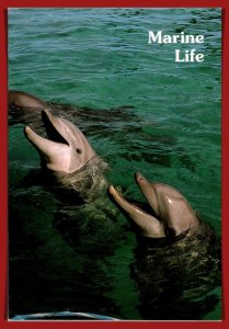 Mississippi, Gulfport - Dolphins - Oceanarium - [MS-072X]