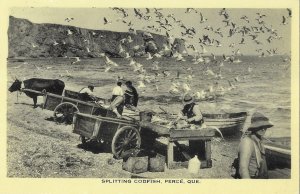 Splitting Codfish Perce Quebec Canada