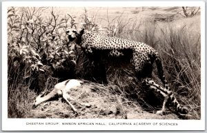 CA-California, Cheetah Group, Simson African Hall, Academy Of Sciences, Postcard