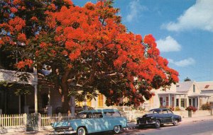 Royal Poinciana Tree Flowering Street Scene Cars Key West Florida postcard