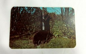 Vintage Postcard There's Trouble Bruin Bear Climbing Tree Scene