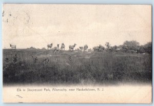 1911 Hackettstown New Jersey NJ Vintage Postcard Elk Stuyvesant Park Allamuchy