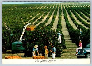 Orange Grove, The Golden Harvest, Florida, 1978 Chrome Postcard