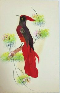 Vintage Postcard 1910's Red Bird on Tree Man. Mexico