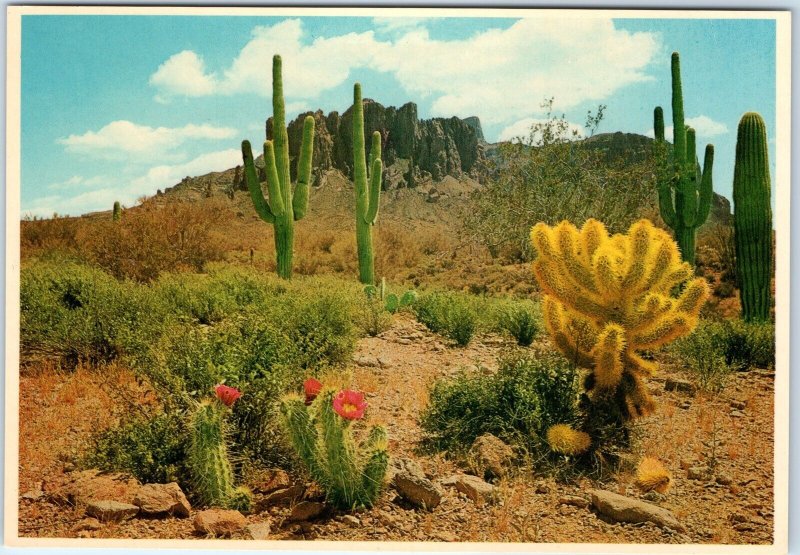 c1970s Phoenix, AZ Saguaro Cactus Blooms Desert Landscape View Chrome 4x6 PC M22