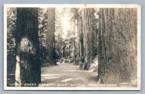 RAINER NATIONAL PARK WA TWIN TREES PARADISE RD ANTIQUE REAL PHOTO POSTCARD RPPC