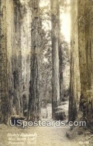 Real Photo - Stately Redwoods - Muir Woods National Monument, California CA  
