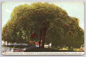 Old Constitutional Elm Corydon Indiana IN Huge Tree Shading The Grounds Postcard