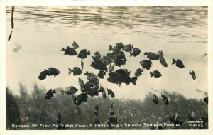 Silver Springs Florida School Fish Photo Sub 1940s Cline Photo Postcard 21-6620