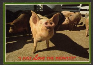 Pigs Piggy Hogs Love MidWest Farm Farming Animals Postcard
