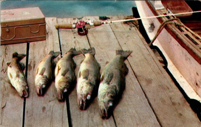 1957 Florida Fish Todays Catch On Dock Vintage Postcard Wood Boat Fishing  Pole