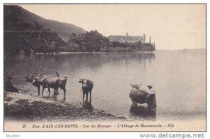 Oxen, L'Abbaye De Hautecombe, Lac Du Bourget, Aix-les-Bains (Savoie), France,...
