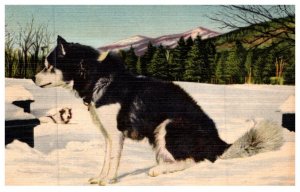 Dog , Eskimo  Sled dog , Eda