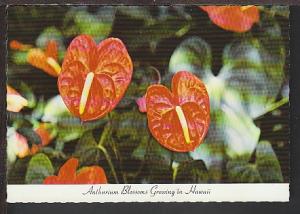 Anthurium Blossoms in HI Postcard BIN 