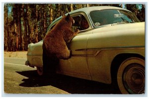 1961 American Black Bear Cubs Along The Highway Yellowstone Park WY Postcard