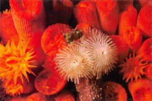 White Cristmas Tree Worms Mystic Marinelife Aquarium - Mystic, Connecticut CT