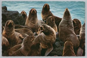 Animal~Pribilof Islands~St Paul Island Bering Sea~Fur Seals~Continental Postcard 