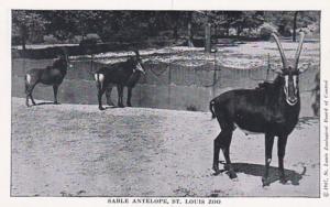 Missouri St Louis Zoo Sable Antelope