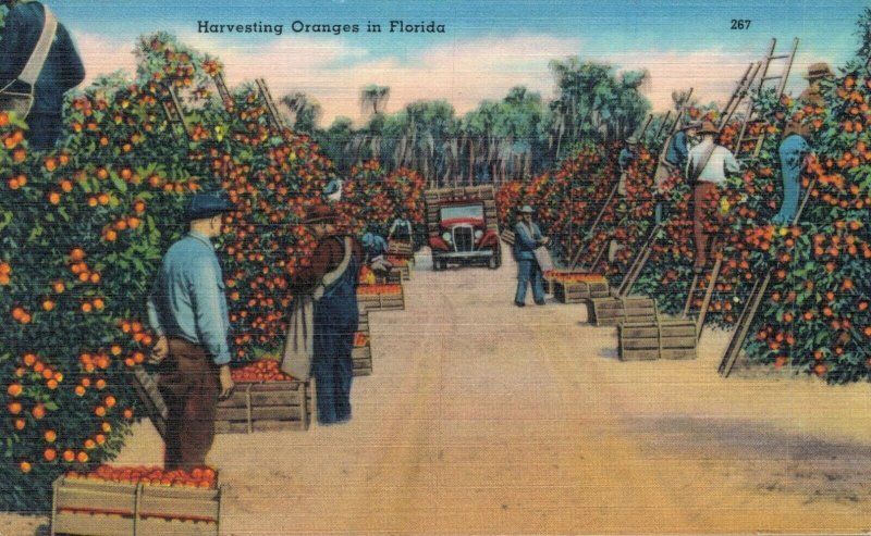 USA Florida Miami Harvesting Oranges in Florida Vintage Postcard 07.56