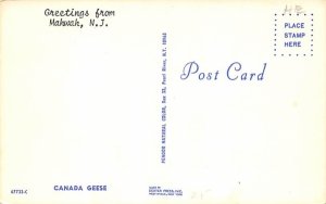 Canada Geese in Mahwah, New Jersey