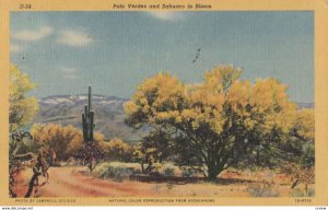 Palo Verdes & Sahuaro in bloom , 1930-40s