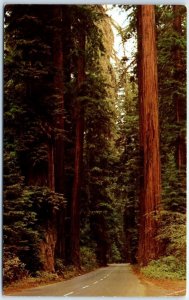 Postcard - Avenue Of The Giants - California