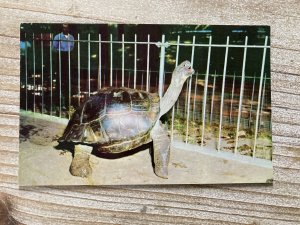 Albemarle Island Tortoise, National Zoological Park, Vintage Postcard