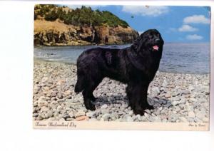 Black Sambo Champion, Famous Newfoundland Dog, Oversize, Photo Tooton's