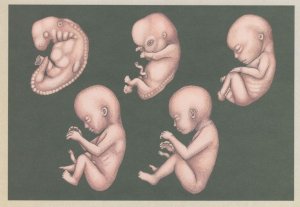 Human Foetal Development Foetus Birth Stages Of Growth Postcard