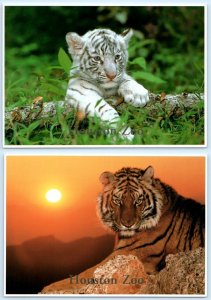2 Postcards HOUSTON, Texas TX ~ Tigers HOUSTON ZOO White Tiger Cub 5x7