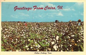 Cotton Picking Cairo, Illinois, USA 1968 