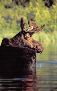 Moose In Water Moose Unused 