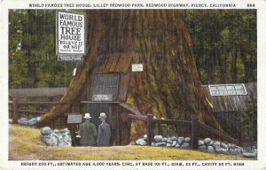 World Famous Tree House Lilley Redwood Park Piercy California