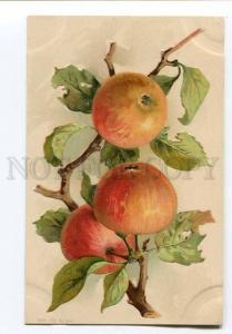 256915 C. KLEIN Apple on Tree Vintage EMBOSSED postcard