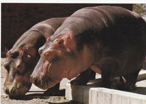 Canada River Hippopotamus Calgary Zoo St George's Island Alberta