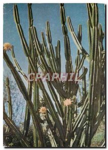 Modern Postcard Reunion Cactus