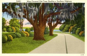 USA - Moss Covered Oaks, Southern US Highway 301