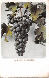 Bunch of Grapes Fruit Assorted 1909 tab marks on corners from being in album